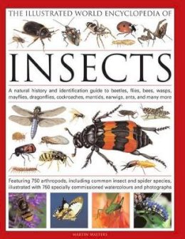 Martin Walters - The Illustrated World Encyclopedia of Insects: A natural history and identification guide to beetles, flies, bees wasps, springtails, mayflies, ... crickets, bugs, grasshoppers, fleas, spide - 9780754819097 - V9780754819097