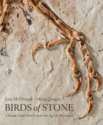 Luis M. Chiappe - Birds of Stone: Chinese Avian Fossils from the Age of Dinosaurs - 9781421420240 - V9781421420240