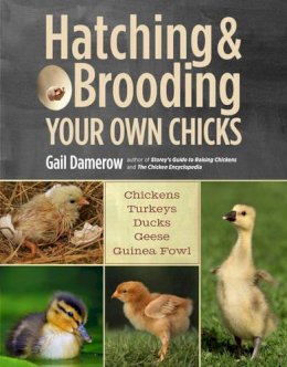 Gail Damerow - Hatching & Brooding Your Own Chicks: Chickens, Turkeys, Ducks, Geese, Guinea Fowl - 9781612120140 - V9781612120140