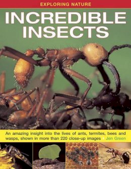 Jen Green - Exploring Nature: Incredible Insects - 9781843229117 - V9781843229117