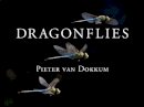 Pieter Van Dokkum - Dragonflies: Magnificent Creatures of Water, Air, and Land - 9780300197082 - V9780300197082