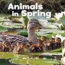 Clay, Kathryn - Animals in Spring - 9781474712354 - V9781474712354
