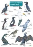 Rebecca Farley-Brown - Guide to Summer Coastal Birds - 9781908819147 - V9781908819147